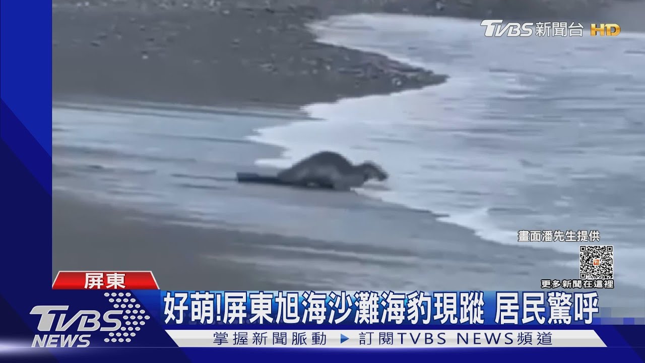 牠不是大狗！屏東旭海沙灘海豹出沒　居民驚呼：好萌
