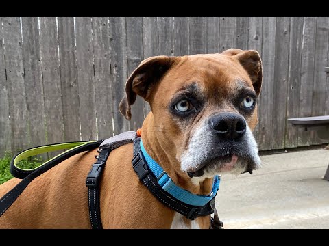 Hooch, an adopted Boxer in Phoenixville, PA_image-1