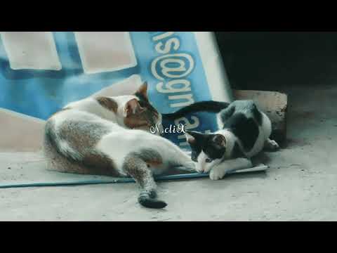 Mom and Me Moments of Cat and Kitten