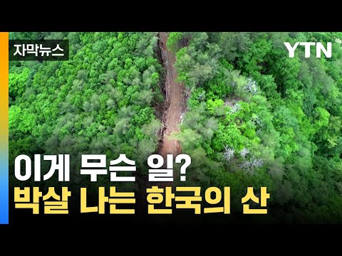[자막뉴스] 환경 보호하려고 환경 파괴? 반년이 지나 다시 가봤습니다 / YTN