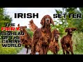 10 Irish Setter Facts The Fiery Redhead Of The Canine World Animal A Day I Week