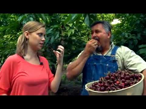 Stemilt Orchards | Wenatchee, WA | Washington Grown