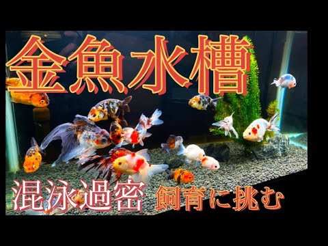 19P/ボレリー - 定義