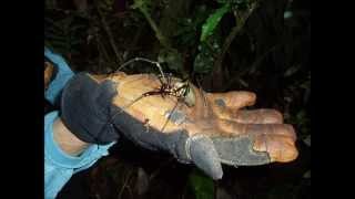 preview picture of video 'Bugs and Birds of Papua New Guinea'