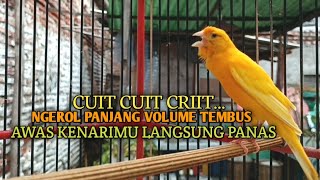 Download lagu kenari gacor panjang Cuit Cuit EMOSI, Pancingan Kenari Paud Belajar Bunyi, terapi AMPUH Kenari MACET mp3