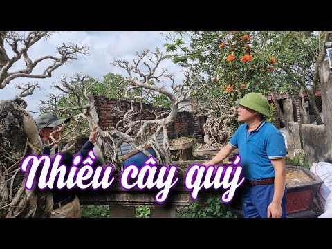 SH.6643. Nhiều người đánh giá đây là dàn Sanh cổ rất quý với nhiều cây giá trị cao. Đth 0903.458.146