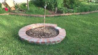 Growing Apricots in the Desert