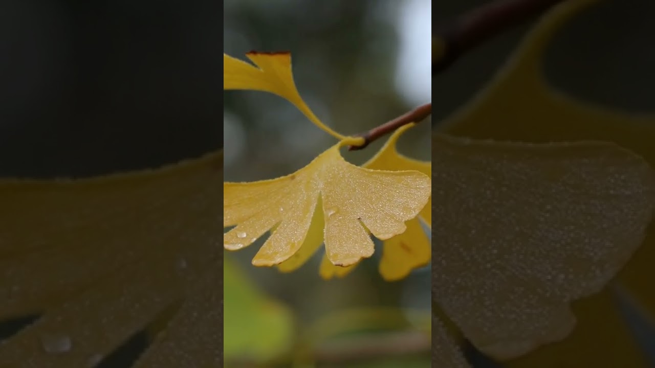 LE GINGKO BILOBA 🍃 #grandiflora #gingko #gingkobiloba #tree #arbre #quelleplantepourmonjardin