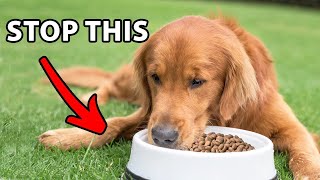 Stop Feeding Your Golden Retriever In A Food Bowl