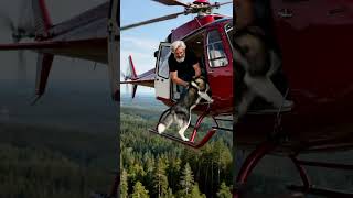 The husky successfully saved the old man#dogs   #animals #rescueefforts #shorts