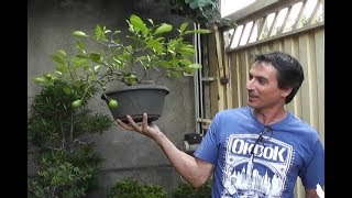 Miniatura do vídeo