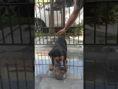 Puppies Rottweiler protection