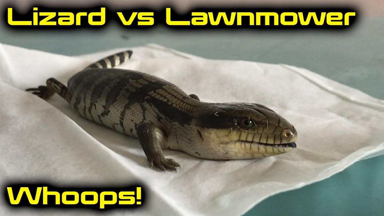 Blue Tongue Lizard Shenanigans