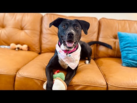 Sanza Smiles the Tiny Dancer