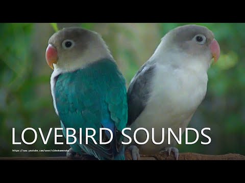 Lovebirds Sounds in Morning From Pied Black and Blue - Agapornis Fischeri