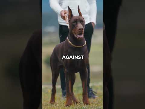 The 3 Best Dog breeds to Guard Your Home