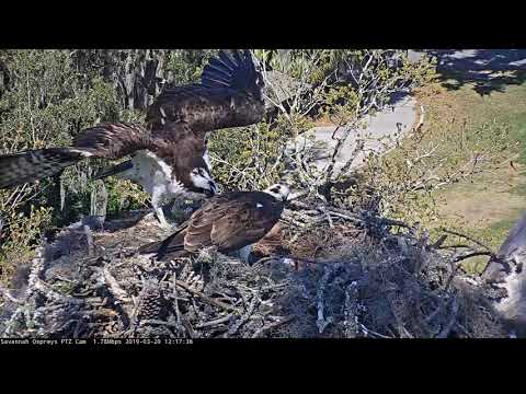 Fish For Lunch (Again) On Savannah Osprey Cam – March 20, 2019