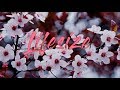 Lifesize - A Fine Frenzy [Lyrics]