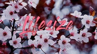 Lifesize - A Fine Frenzy [Lyrics]