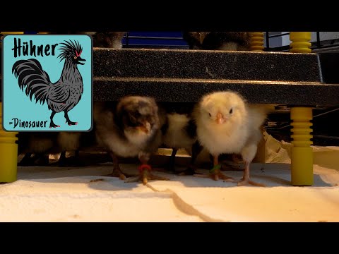 🐣 Küken Erstausstattung, Kosten & Checkliste 🐤  Das brauchen wir wirklich !