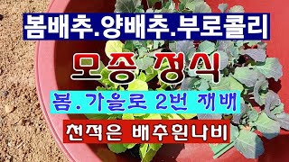 [텃밭농부 1,833]  봄배추. 양배추. 부로콜리 모종정식하고 보호하는 방법. 1년에 2번 재배하기 #배추…