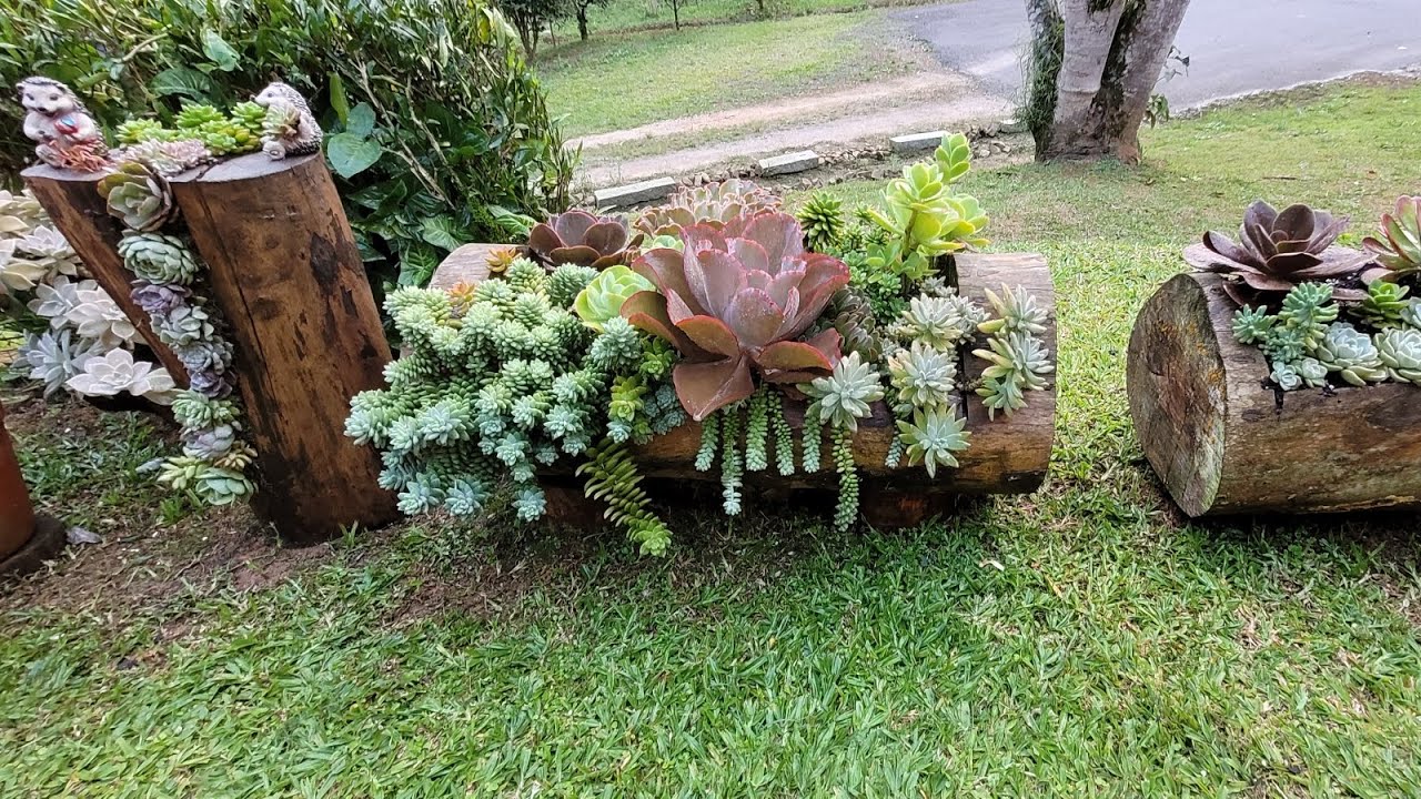 arranjos de suculentas  em Tronco, passo a passo #suculentas #jardim
