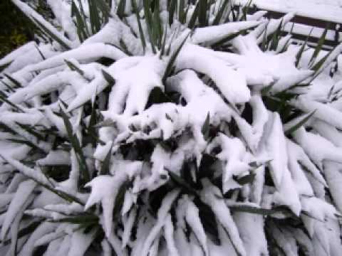 SOMERSET SNOW SCENES WITH MUSIC BY ANDORRA SKY PROJECT