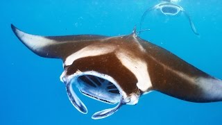 No Strain, No Gain: Filter Feeding Mantas