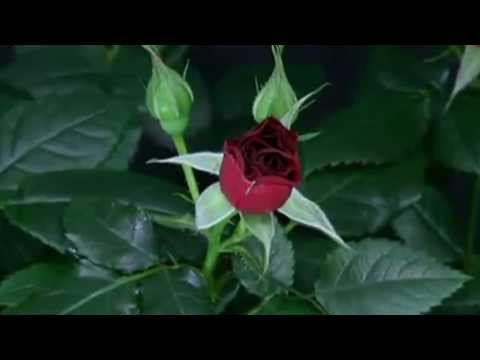 Ender Tekin - Sen Gidince (2013)