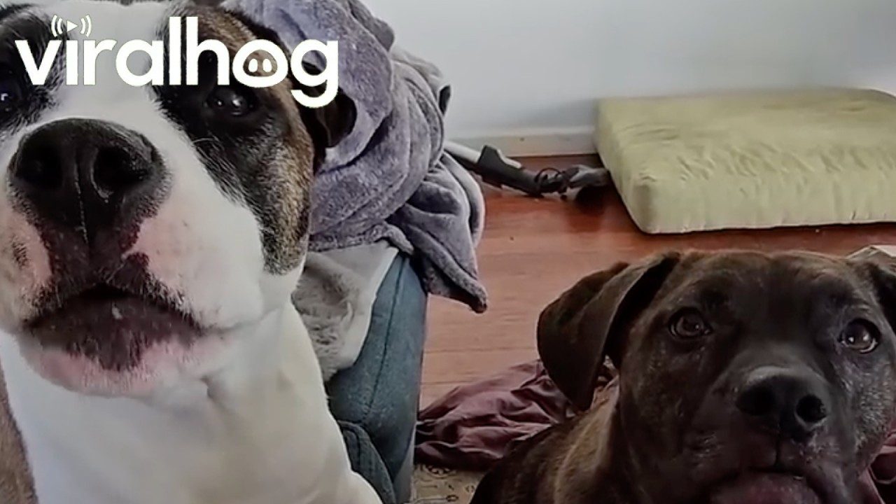 Two Dogs Have an Adorable Conversation || ViralHog