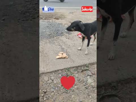 Feeding random street dogs 14 #shorts #reels #instagram #feeding #dog #doglover #saturday #viral #tn