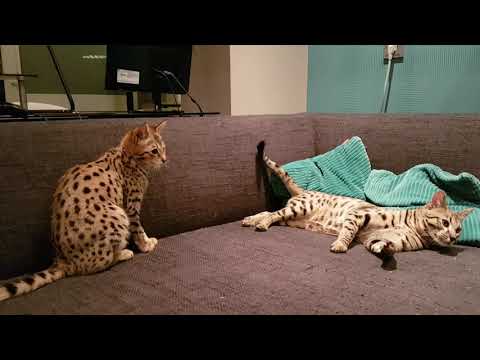 45 HQ Pictures How Big Do Savannah Cats Get - Savannah Kittens | Kitten For Sale | Savannah Cats