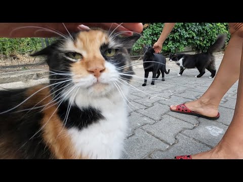 While I was petting Pom Pom the cat, three more cats came to me