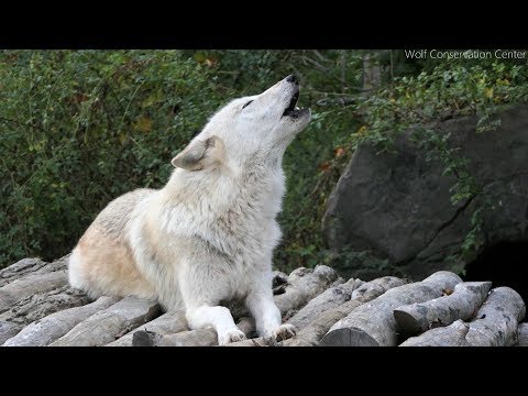 Twenty Five Wolves Howling