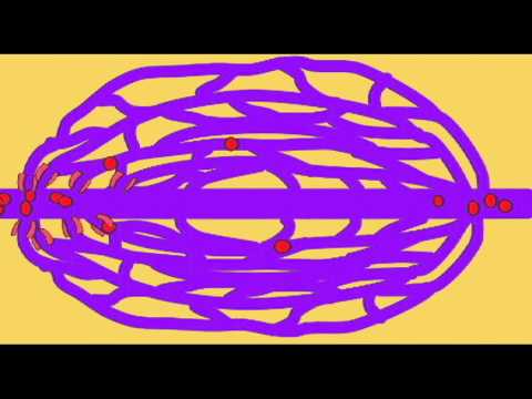 AP2_1_VESSEL_CAPILLARIES
