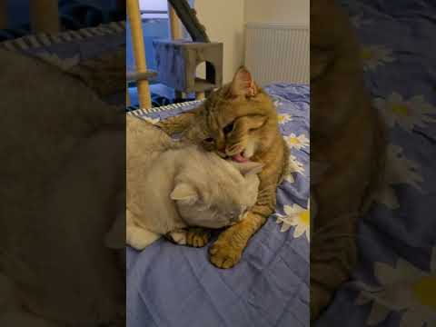 Scottish Cats Groom Each Other | Jina & Jenny Sisters Bonding #scottishcat #cutecats  #cat
