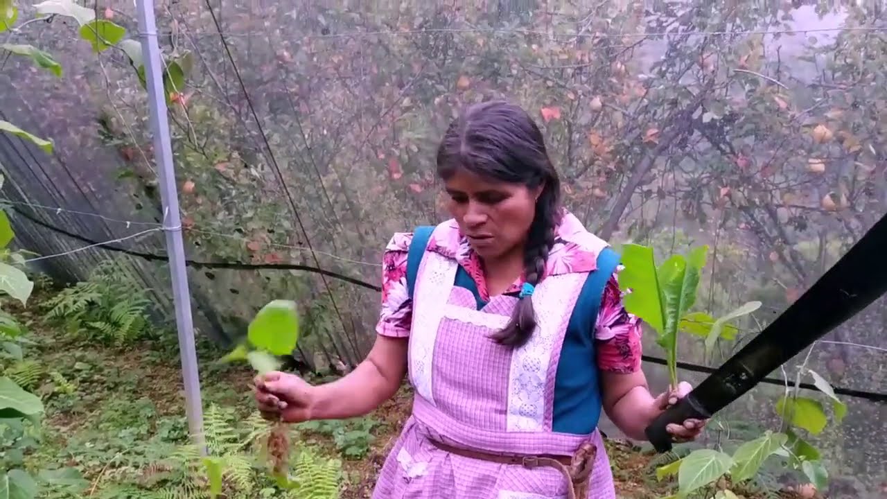 Testimonio del campo, así se vive mujer de un pueblo de Oaxaca: Las curiosidades de marcelina