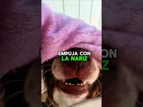 IF YOUR DOG PUSHES YOU WITH ITS NOSE, THIS MEANS 🥺 #dogs #cutepuppies #videos #pets