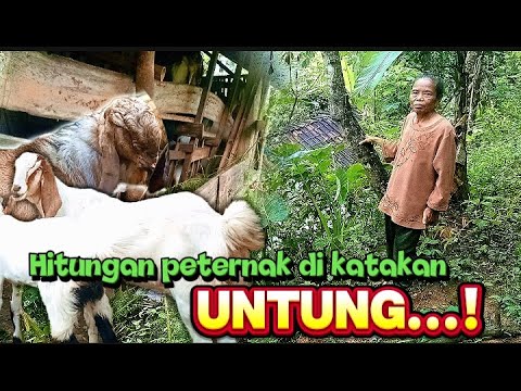 Nekat pelihara kambing ditengah hutan❗Begini hitungannya ternak kambing dikatakan untung