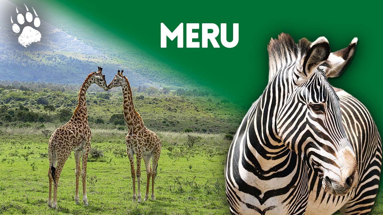 Documentaire Parc National de Meru préserver le cycle de la vie