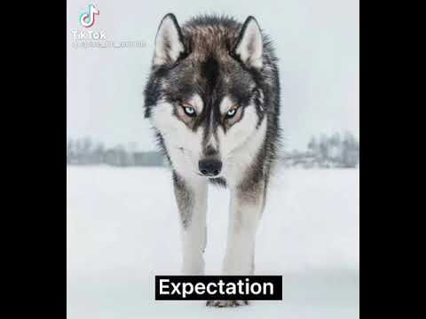 huskies expectation vs reality #shorts