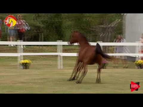 N.62 AF BRYCO - ELRAN CUP 2019 - Liberty (Class 15)