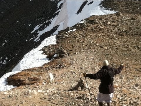 The Golden Goat Jumps Off The Cliff