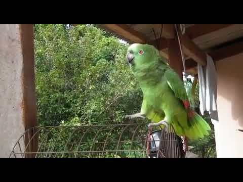 Papagaio falando, GOL do Palmeiras, o melhor  papagaio que já vi