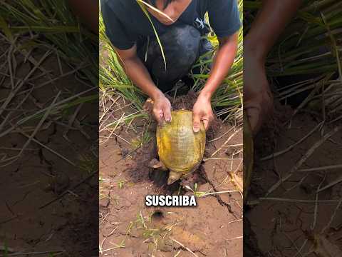 Papá atrapó una tortuga dentro de la cosecha 🐢🤯