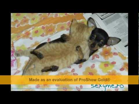 cea mai frumoasa fata din lume