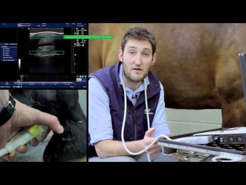 IMV imaging Ultrasonography of the Distal Limb video 11 - The palmer/plantar pastern