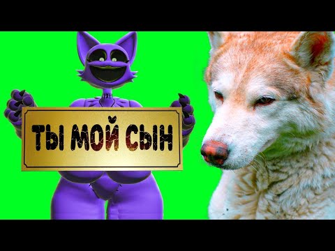 МАМА КОТА ДРЕМОТА - МОЯ МАМА!? (Хаски Бублик) Говорящая собака Mister Booble