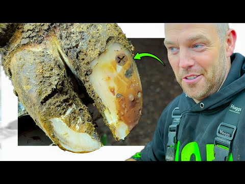 5.32 Billion Views ... This is THE HOOF GP!!!