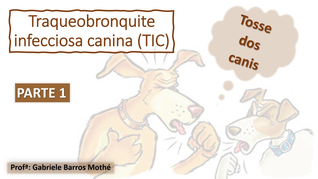 TOSSE DOS CANIS / TRAQUEOBRONQUITE INFECCIOSA CANINA - parte 1 (medicina veterinária)